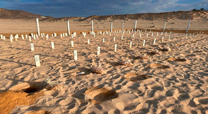 Los Cabos vive la primera gran anidación de tortuga golfina