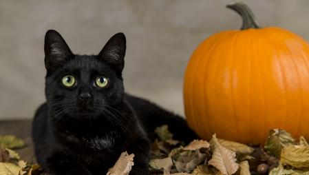 ¿Por qué los gatos negros están relacionados con las brujas?