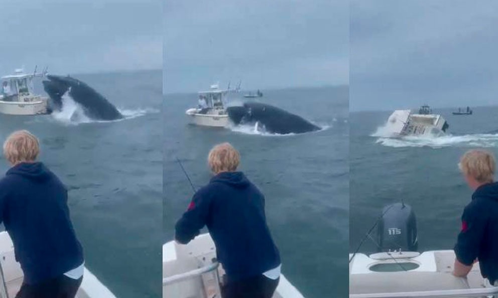 Ballena ataca bote de pescadores en New Hampshire