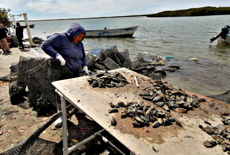 Lidera BCS producción de ostión a nivel nacional