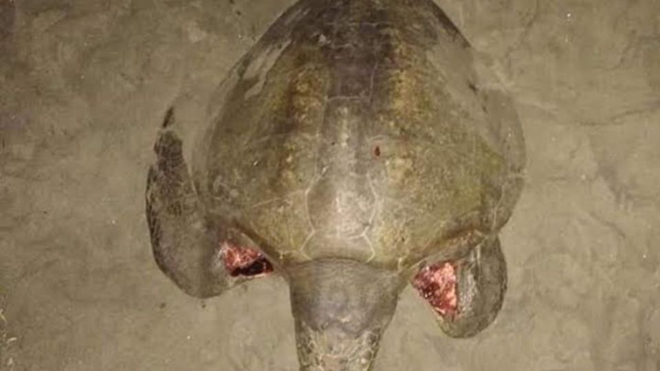 Mueren tres tortugas tras ser atacadas por perros