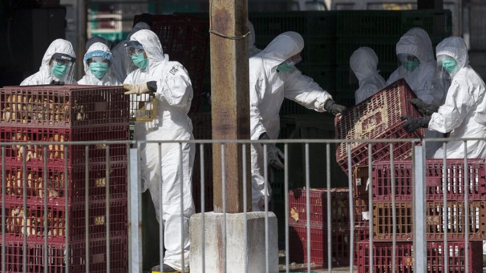 Se registra la primer muerte por gripe aviar H3N8. I FOTO: WEB