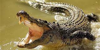 El tabasqueño pensó que era un tronco que flotaba, cuando fue sorprendido por el lagarto, quien en pocos segundos lo hundió al fondo de las aguas negras