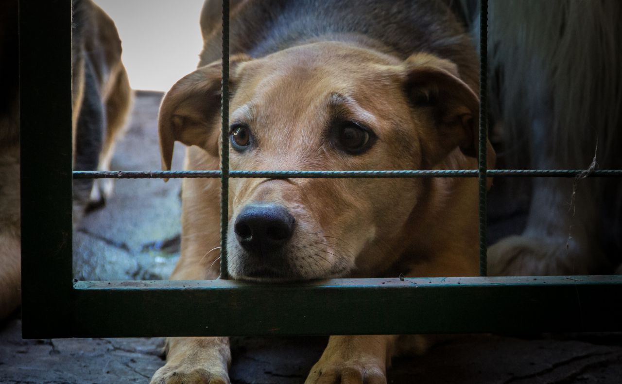 Aprueban Reformas Constitucionales en pro de los animales