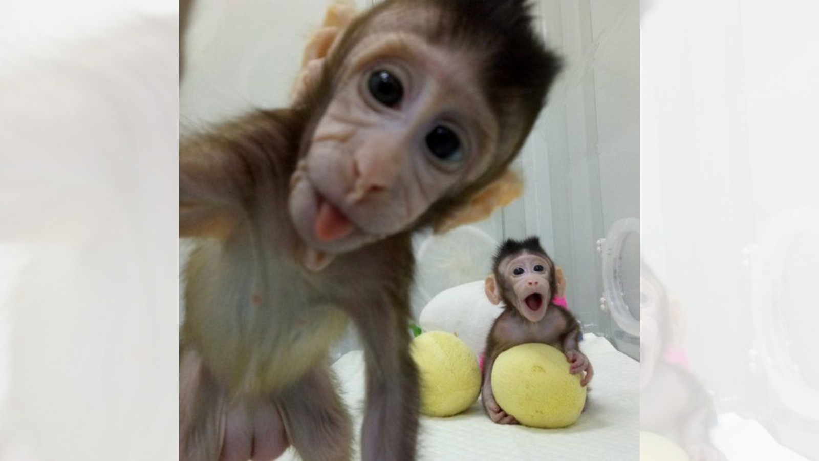 Zhong Zhong y Hua Hua son dos clones creados por científicos chinos en los laboratorios del Instituto de Neurociencias de Shanghai, y actualmente tienen ocho y seis semanas de edad, respectivamente. IFOTO: Academia de Ciencias de China