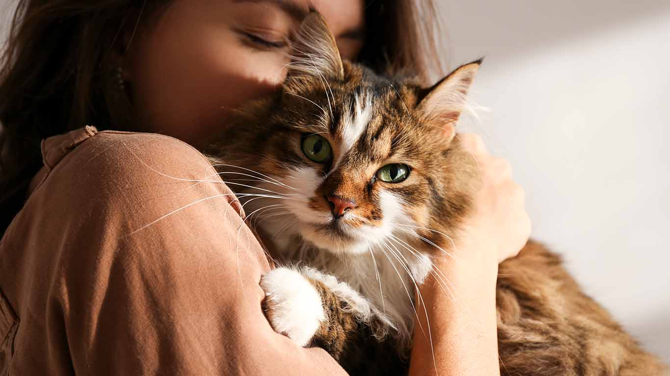 Convivencia con humanos achica el cerebro de los gatos