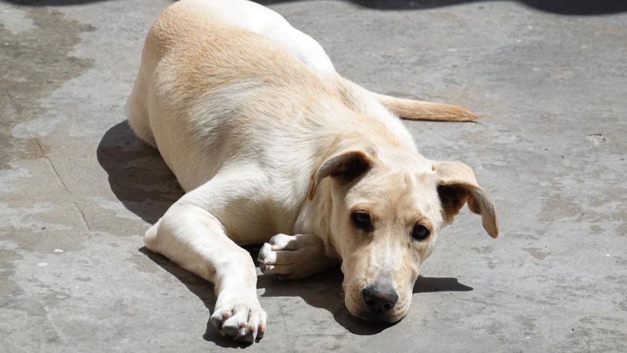 Confirman 24 casos de rickettsiosis y 12 muertes en Tijuana y Tecate