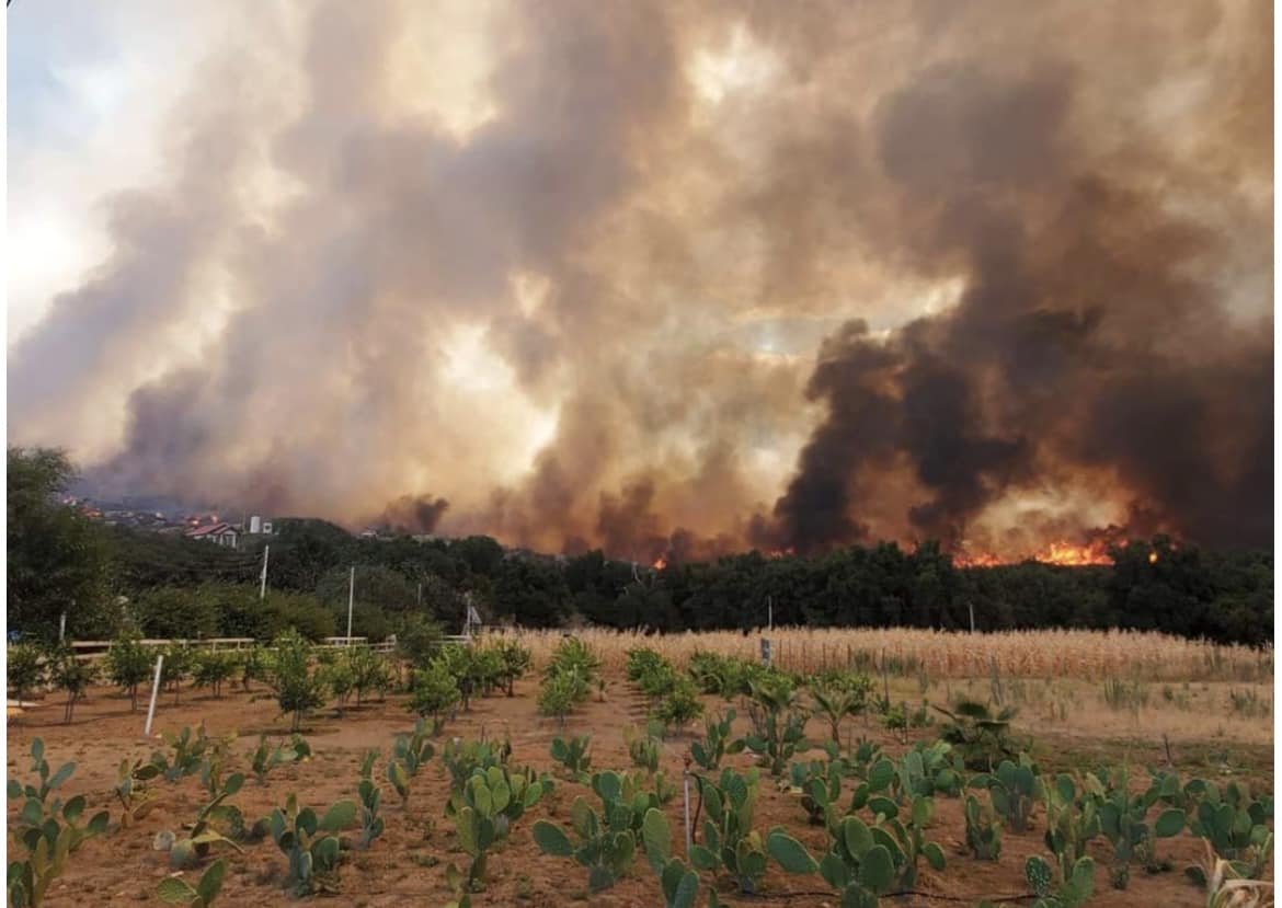 Instalarán brigada para atender animales heridos por incendio: Tecate