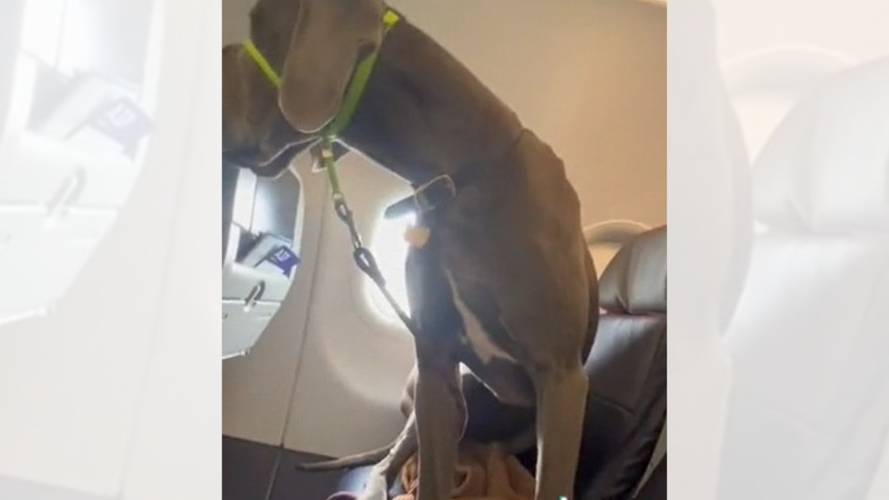 [VIDEO] Hombre reserva tres asientos de avión para su perro