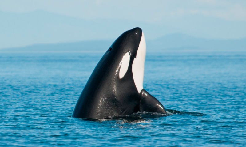 Causan orcas el naufragio de un velero: Gibraltar