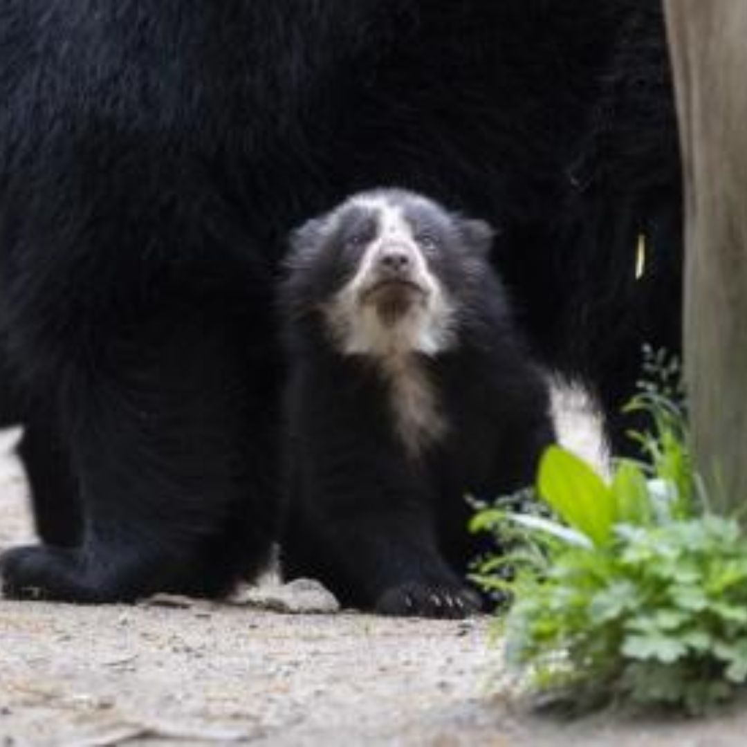 Nacen los primeros osos andinos  mellizos  en el San Diego Zoo desde 1993