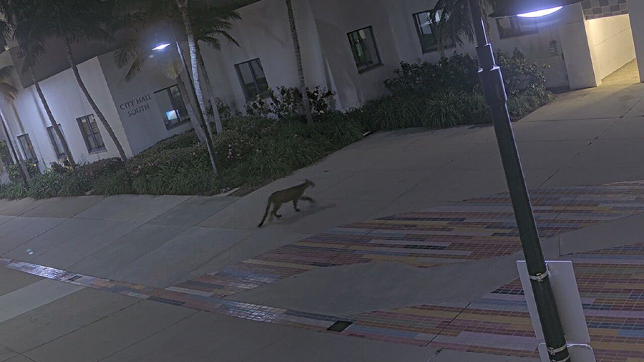 Captan a puma en las calles del condado de San Diego