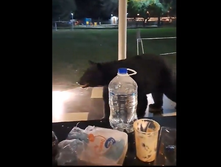 [VIDEO] Oso es captado comiendo cupcakes en convivio