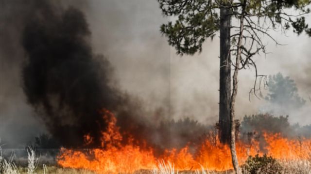 Combaten incendio forestal en Sierra de Juárez; afecta 2 mil 500 hectáreas