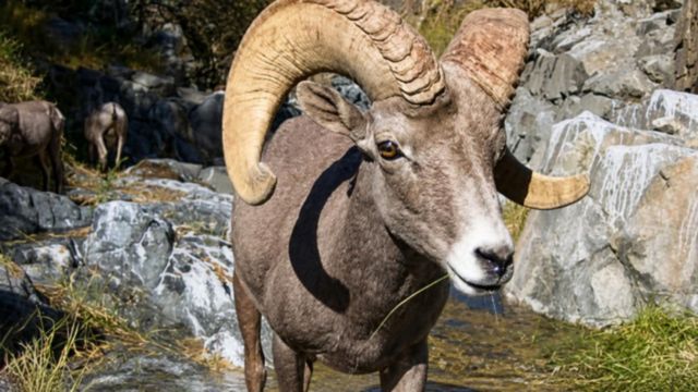 Cámara capta a grupo de borregos cimarrones al sur de San Quintín