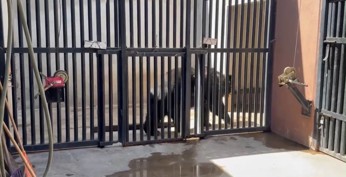 Revisan condición de animales del Parque Morelos tras muerte de Yogui