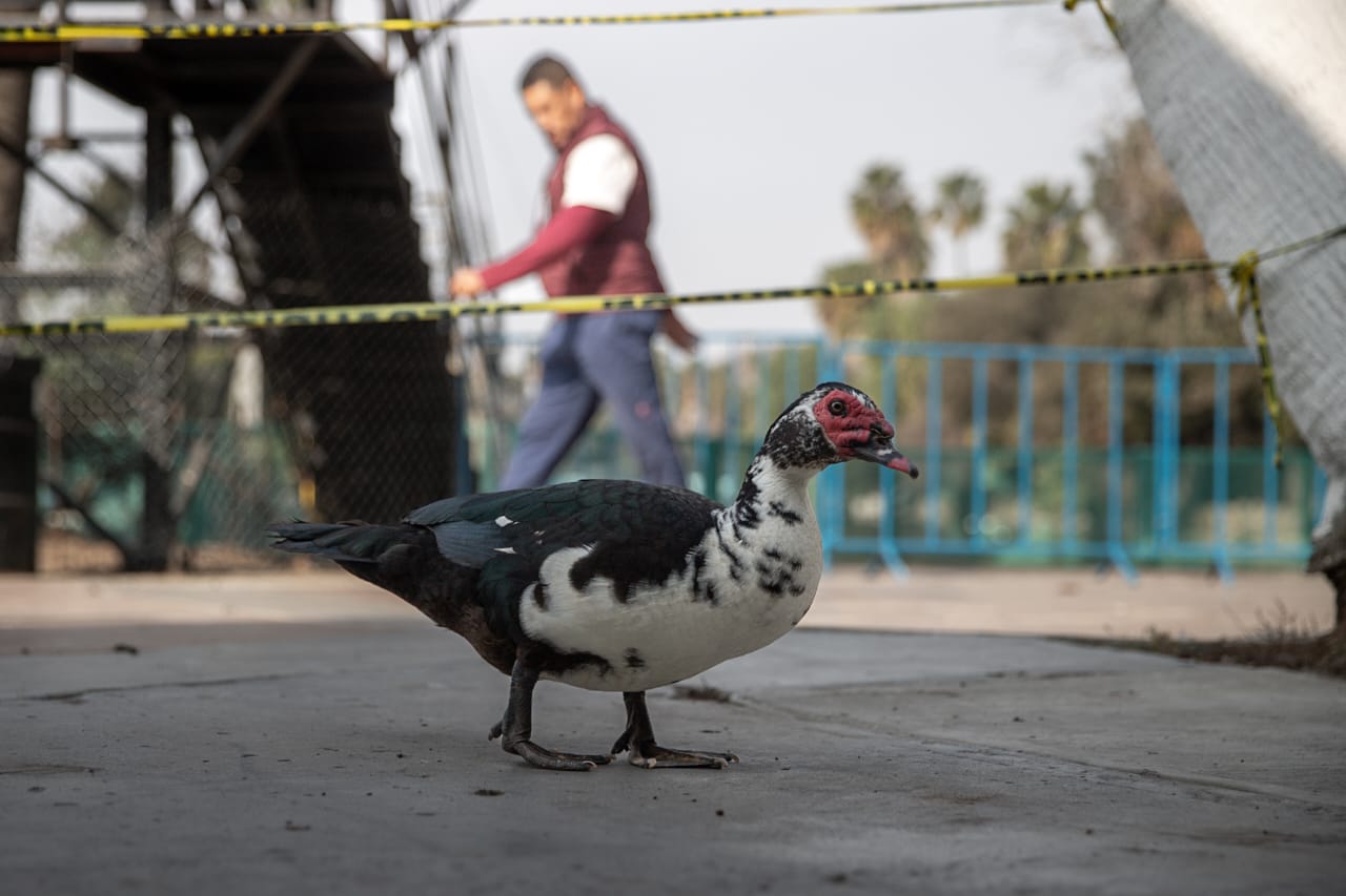 Refuerzan medidas sanitarias en Parque Morelos ante gripe aviar