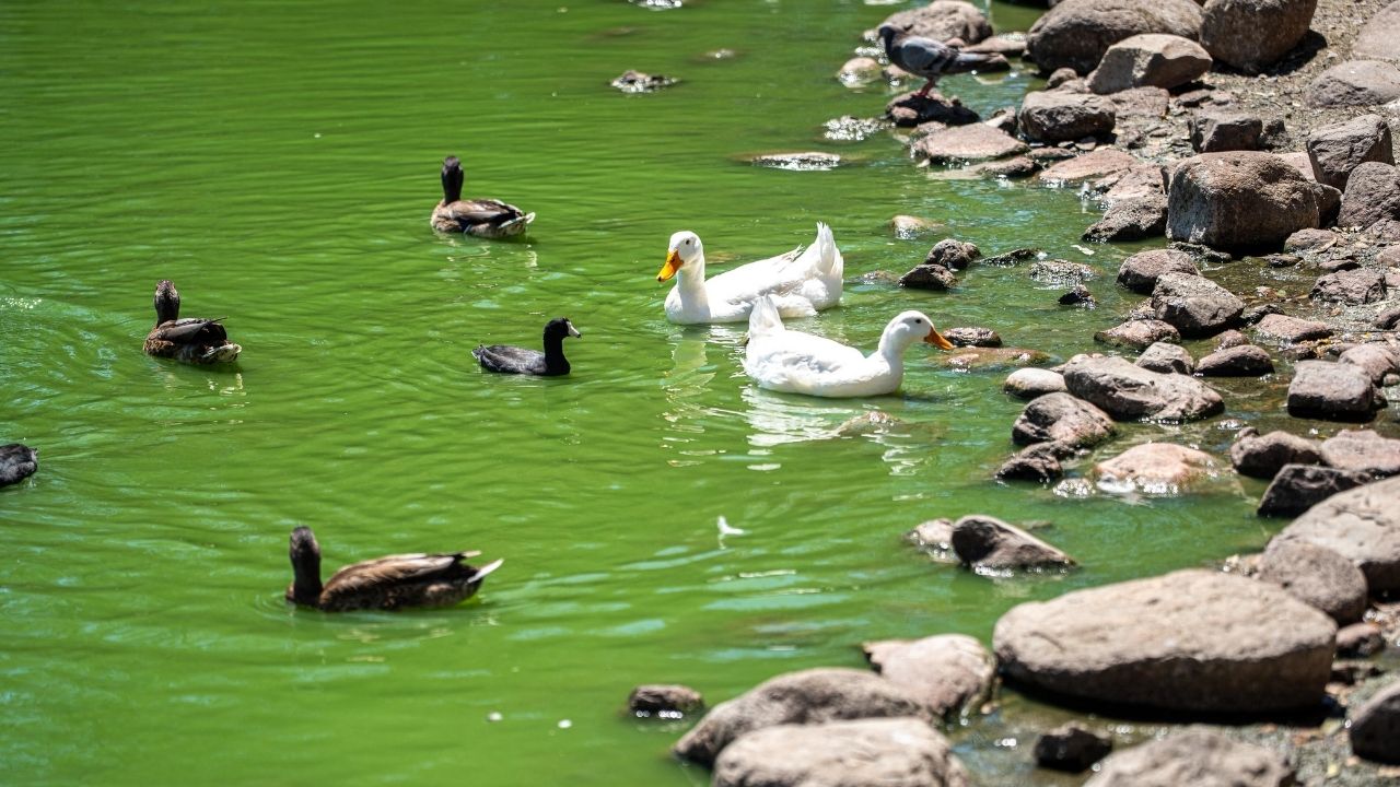 Llegan aves migratorias al Parque de la Amistad en Tijuana