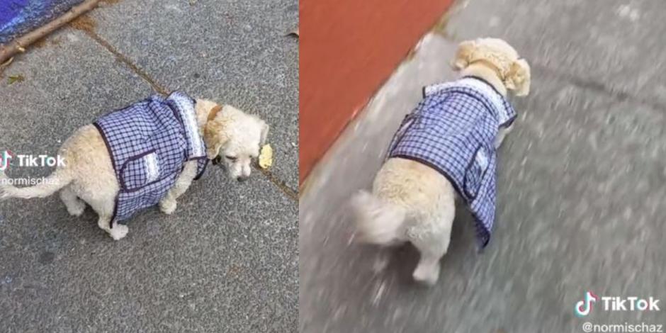 La perrita Canela y su puesto en el tianguis