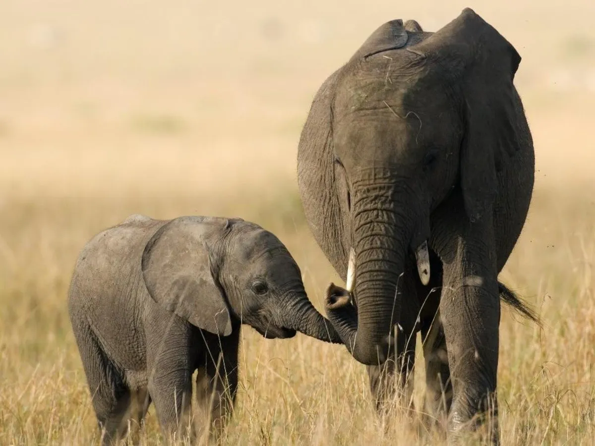 Celebramos el día mundial del elefante