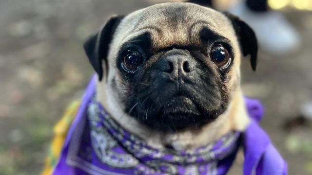 Cómo proteger a tu mascota del calor en Tijuana: consejos para evitar un golpe de calor