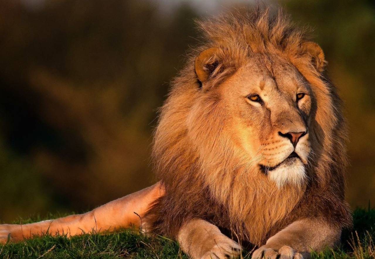 Día Internacional del León, el "Rey de la Selva"