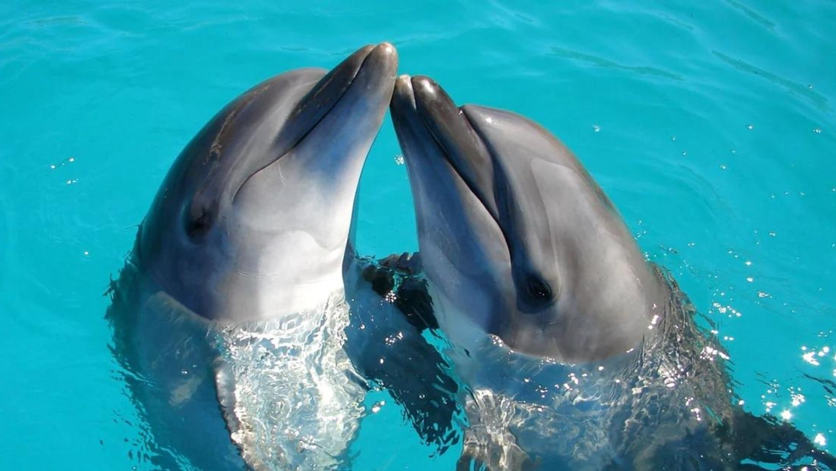 Estudio revela que delfines también pueden sufrir de Alzheimer