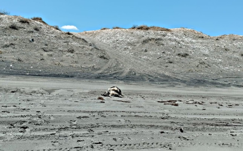 Atropellan tortugas marinas en La Paz