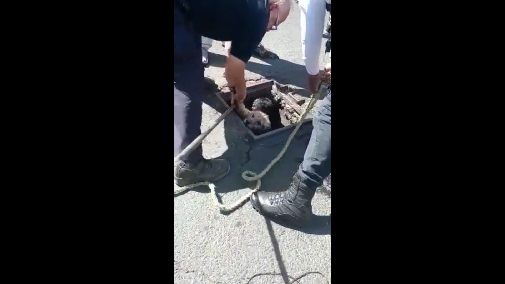 Rescatan a perrito que cayó por coladera en Edomex