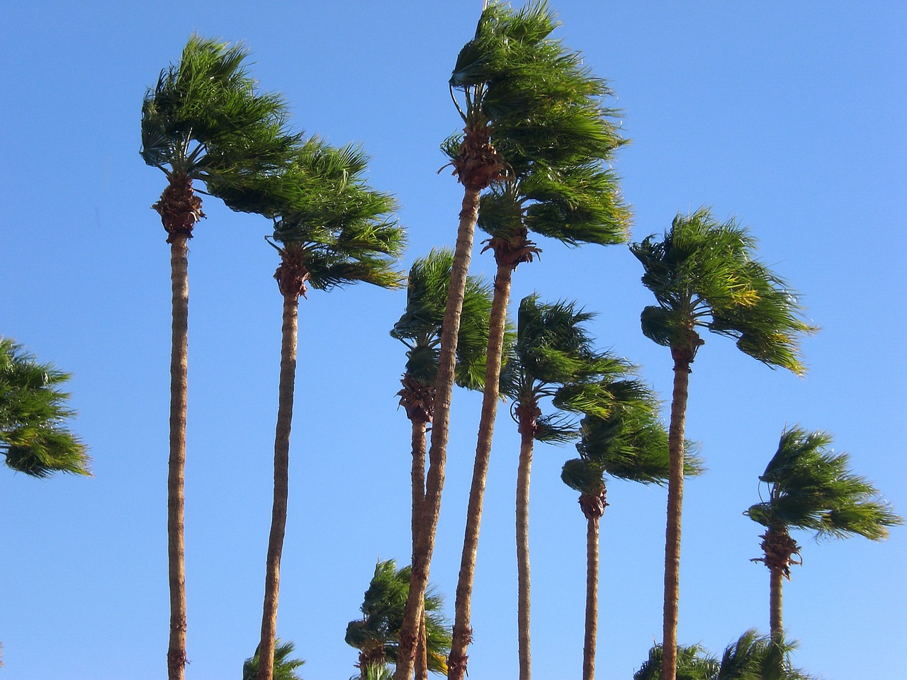 Alertan vientos de Santa Ana en San Diego