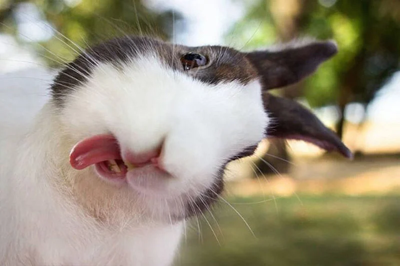 Cuidados, curiosidades y mitos falsos de los conejos