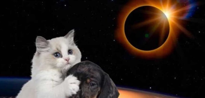 Cuida a tus mascotas durante el eclipse