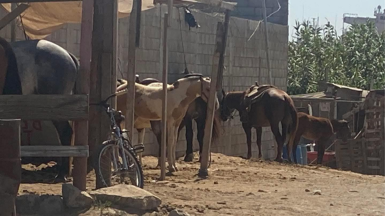 Denuncian ante FGE maltrato de caballos en Playa Hermosa