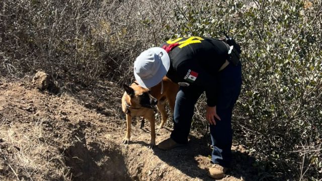 ENSENADA: Hallan cinco osamentas en El Sauzal con apoyo de binomios caninos