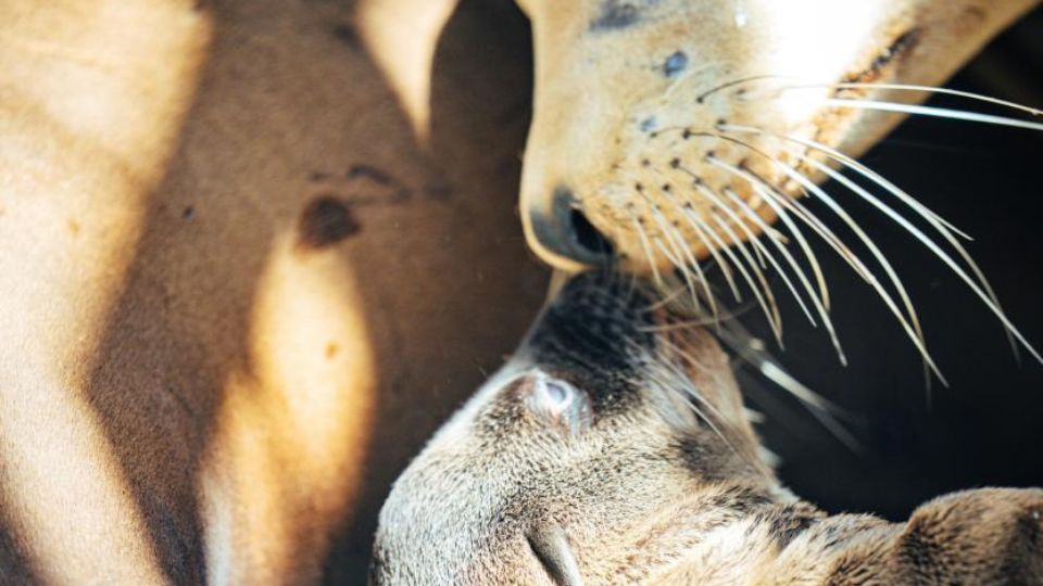 SeaWorld announces the birth of a sea lion pup