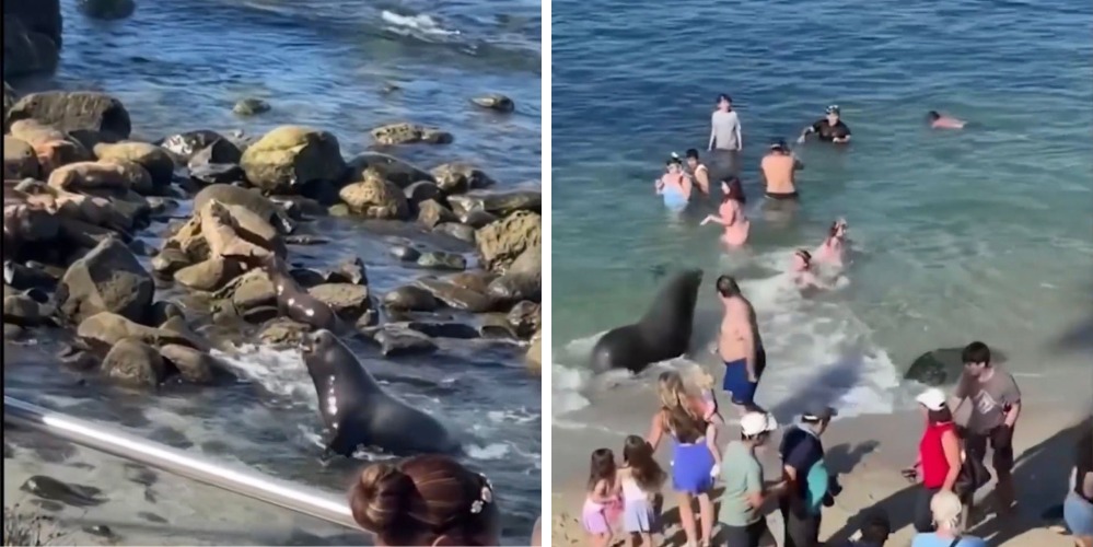 Avistan bañistas león marino a en San Diego