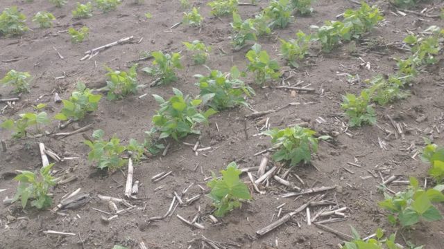DURANGO: Lluvias irregulares y sequía reducen superficie sembrada de frijol