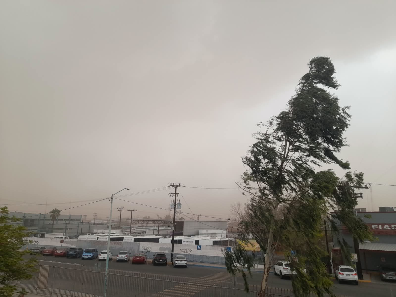 MEXICALI: Tormenta azota la ciudad; fuertes vientos provocan apagones y caída de árboles