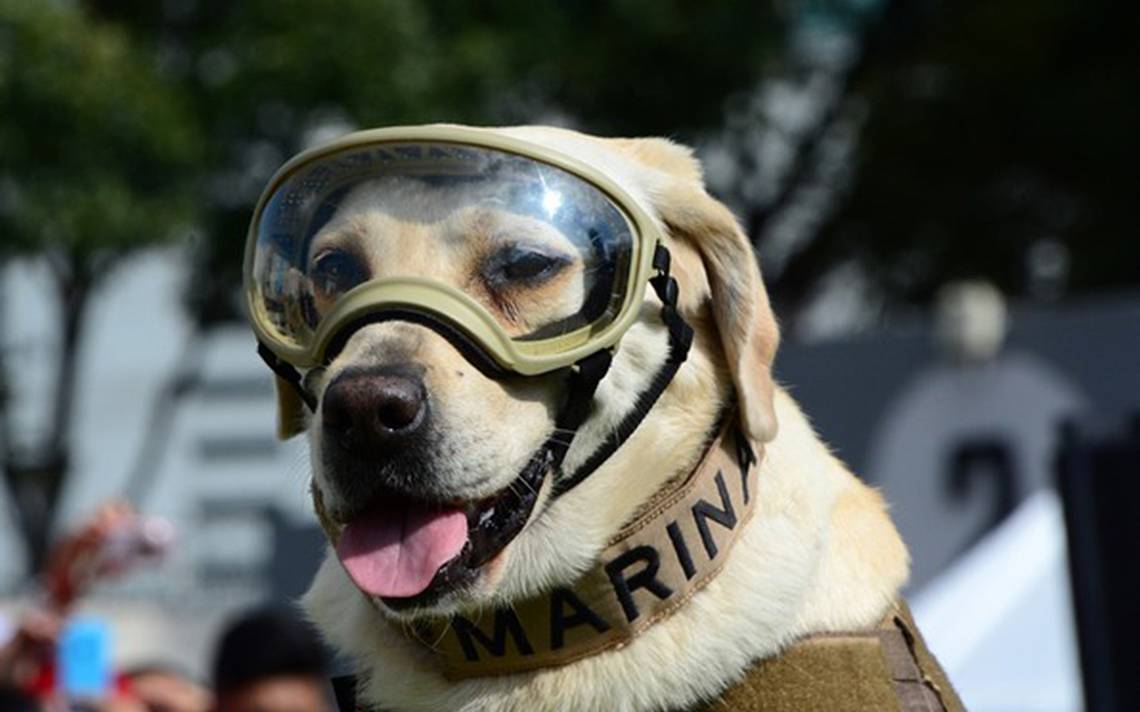 Realizarán homenaje a perrita Frida: CDMX