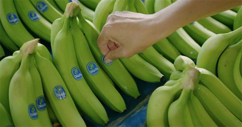 Condenan a Chiquita Brands por financiamiento a grupo militar: Colombia