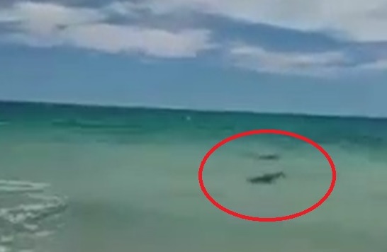 Turistas captaron Tiburones en playa de Cabo Pulmo.