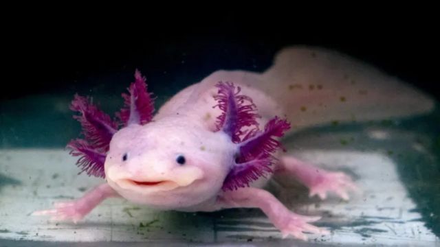 Salvan en España a 29 ajolotes mexicanos del tráfico ilegal de especies