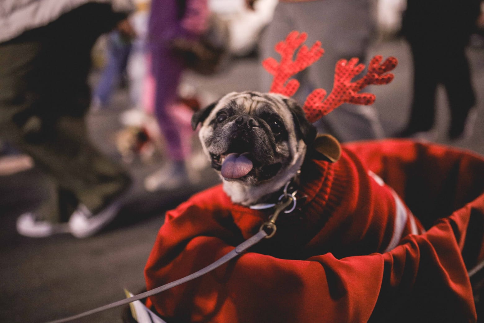 [GALERÍA] Se lleva a cabo desfile perruno: Mexicali