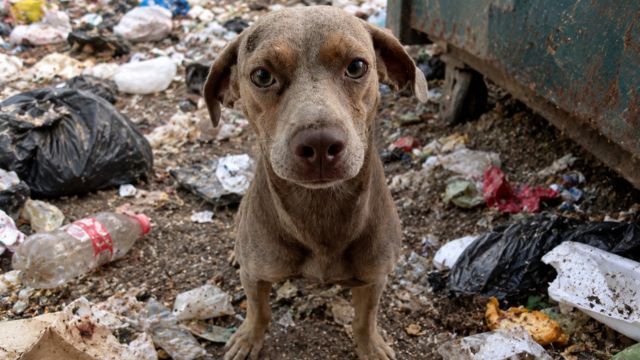 Suman 60 defunciones por rickettsia en Baja California