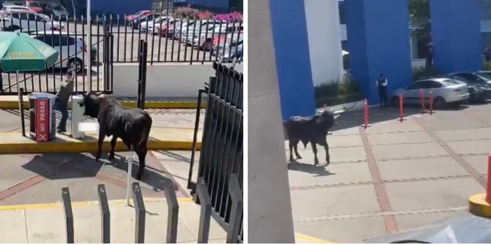 [VIDEO] Se mete un toro a la escuela de La Salle: CDMX