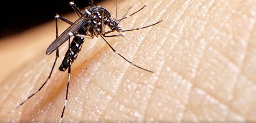 En crisis Brasil por casos de dengue
