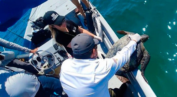 Detenidos en Baja California Sur por transportar tortuga viva en la batea de su vehículo