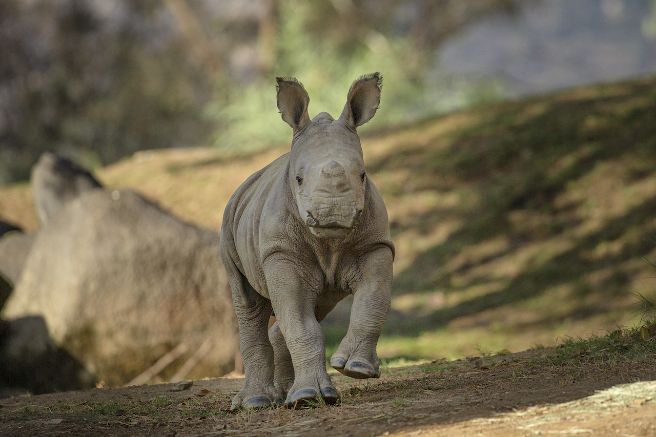 Celebran el Día Mundial del Rinoceronte en Safari Park de SD