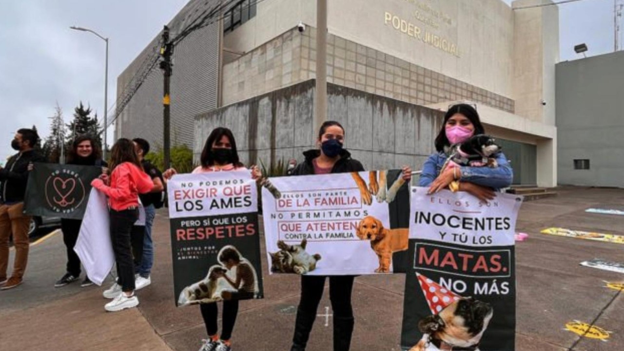 JUICIO ANIMAL  IFOTO: REDES SOCIALES