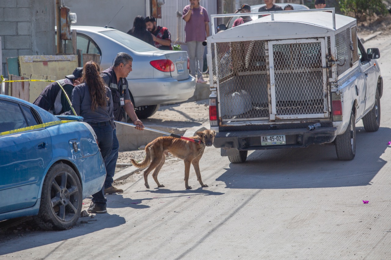 No fue el perro el asesino ,